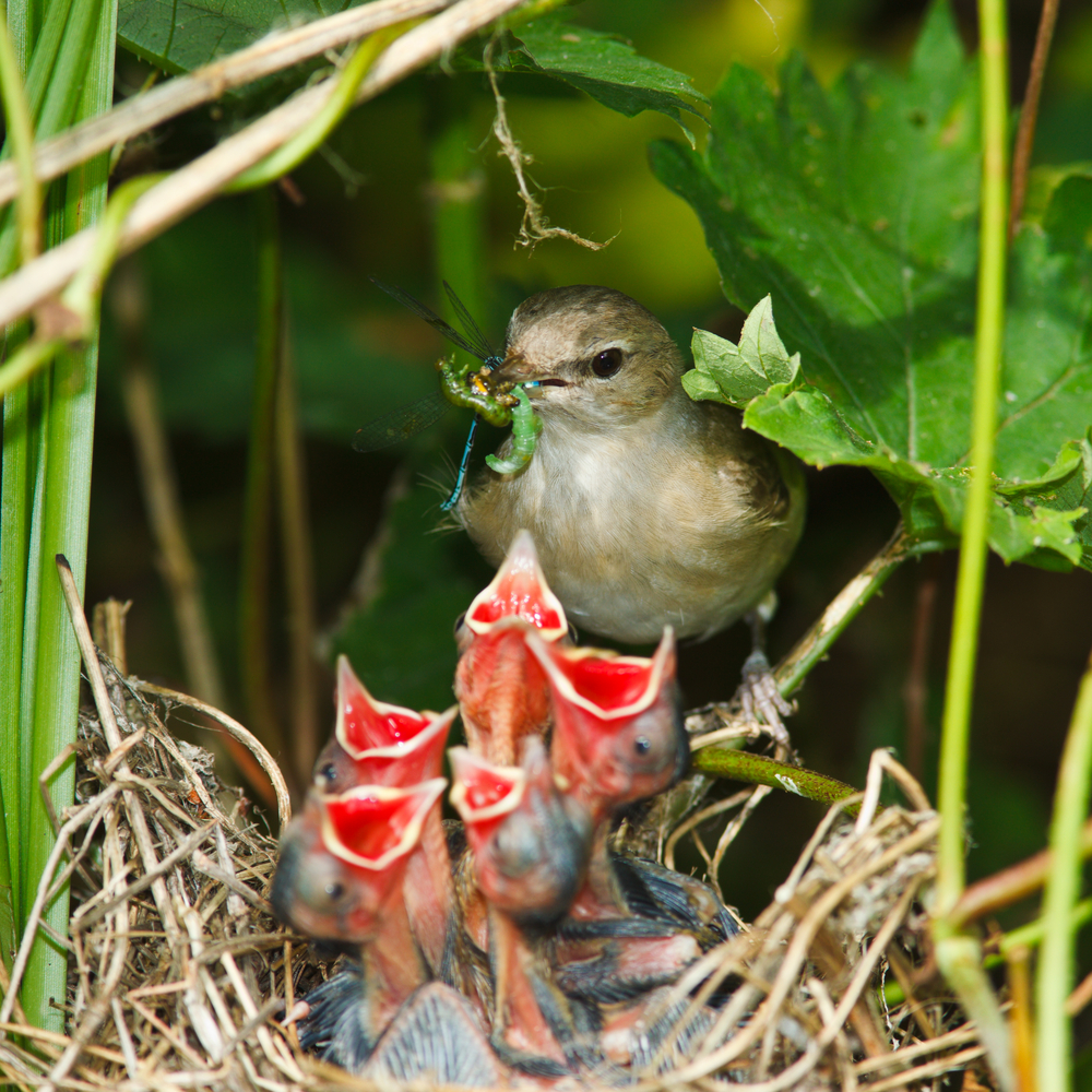 wildlife-wednesday-baby-birds-mill-creek-metroparks